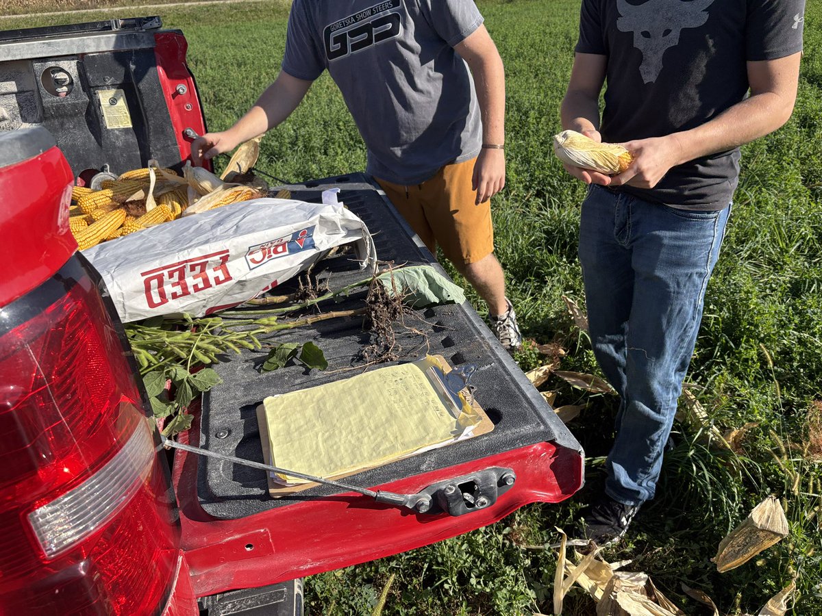 I had the local HS ag class out to the corn/cover solar corridor trial yesterday.  They also picked ears to do a yield check of strips vs solid planting .

If this was 1925 they would have been out of school working for their dads hand picking ears at around 1 acre per day.