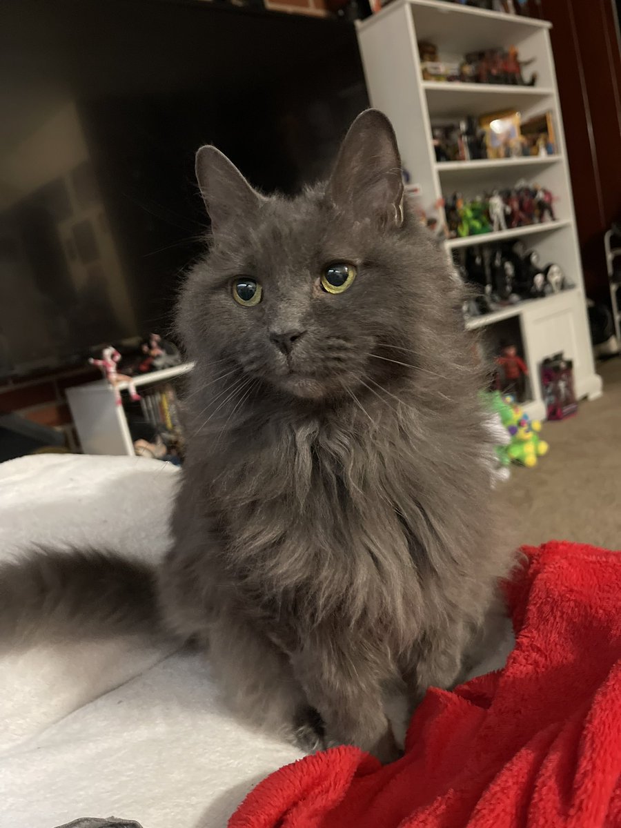 pepperbug's tweet image. PEPPER TIMELINE TAKEOVER 💥💢💢💢💢💥💥💥 GET PEPPERED 💥💥💢