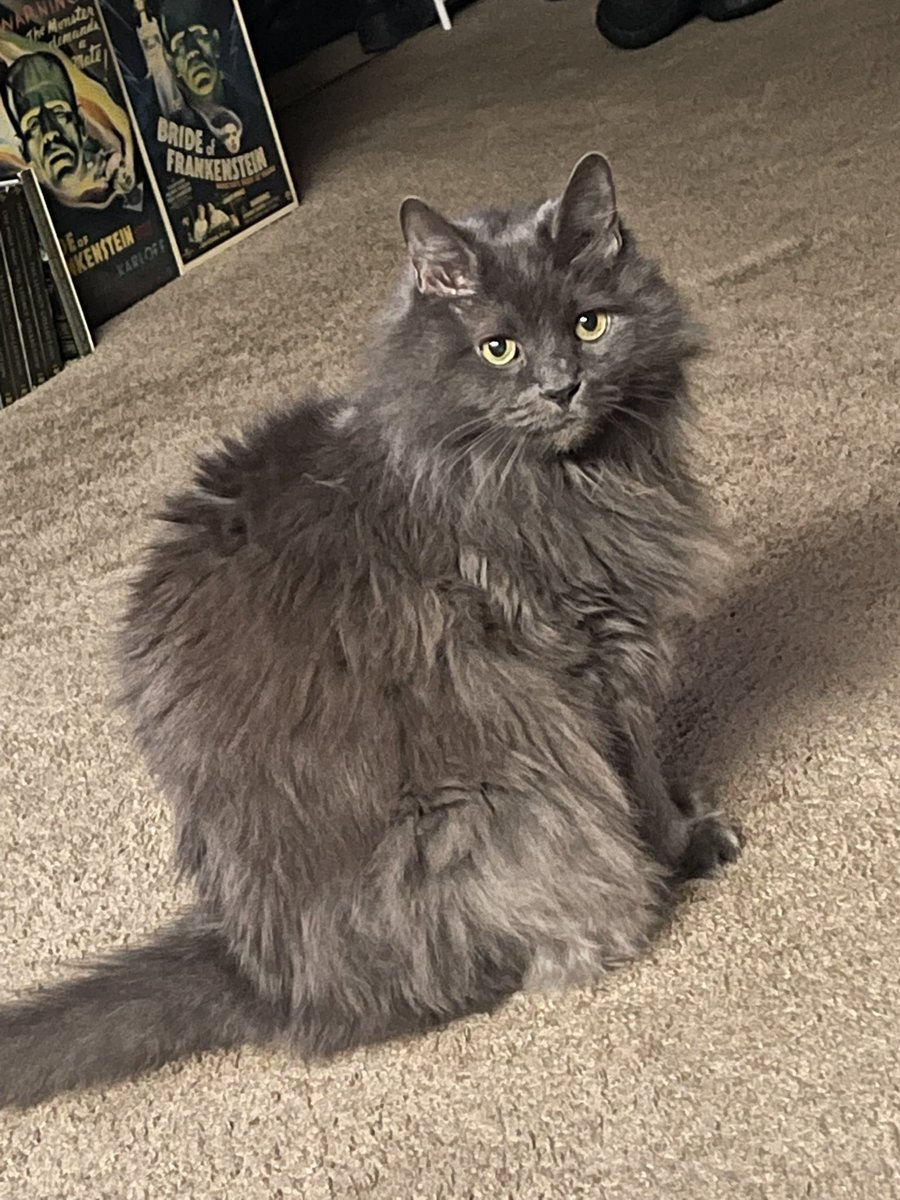 pepperbug's tweet image. PEPPER TIMELINE TAKEOVER 💥💢💢💢💢💥💥💥 GET PEPPERED 💥💥💢