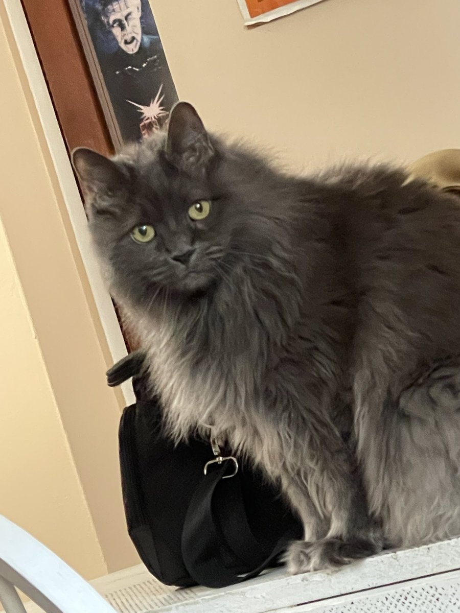 pepperbug's tweet image. PEPPER TIMELINE TAKEOVER 💥💢💢💢💢💥💥💥 GET PEPPERED 💥💥💢