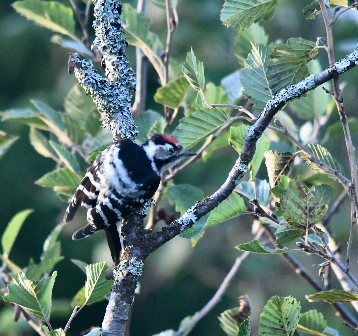 Blogbirder's tweet image. Black Woodpecker coming in overhead during a VisMig watch this morning, the a Lesser Spooted Woodpeckers in off the sea. 2 Grey Headed Woodpecker followed and Three-toed Woodpecker(3 birds!) and 2 Greater Spotted Woodpecker this afternoon! Hällögern, Västerbotten.