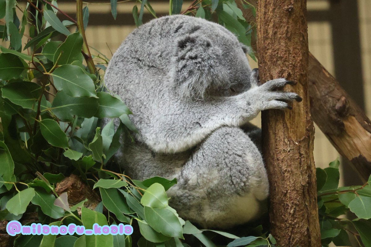 不思議な動物 みらの🐨 on X: 
