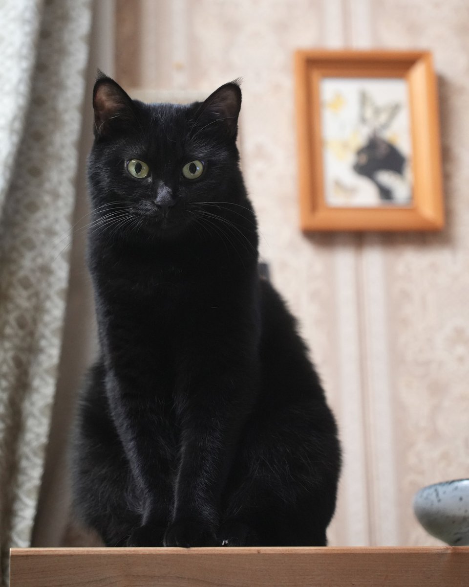 黒猫ちゃんオーダー FFrZen-VIAMzMAh.jpg