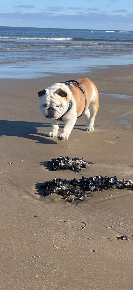 KingLok43786090's tweet image. I love the beach😍Happy Saturday friends💚 #BeachVibes #SaturdayVibes #weekend #dogsofX