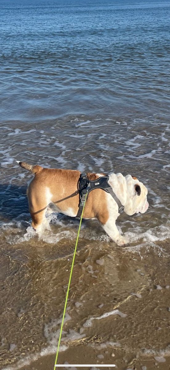 KingLok43786090's tweet image. I love the beach😍Happy Saturday friends💚 #BeachVibes #SaturdayVibes #weekend #dogsofX