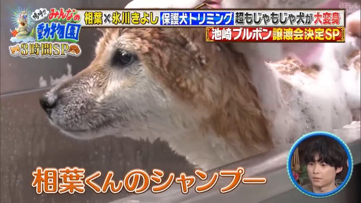 Ama_STho's tweet image. #嗚呼みんなの動物園
#相葉雅紀
#松村北斗
相葉くんと北斗くんが同じ画面に😭
ありがとうありがとう😭