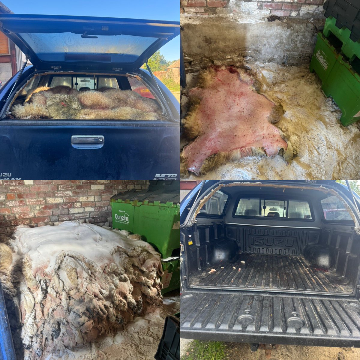 OrganicTannery's tweet photo. 2 coffee breaks, too many cigarette breaks, sorting the washing machine engineer, the carpenter and we are done… skins all salted, stacked and sorted ready for tanning in the new year #sheepskinrug #sheepskin #vegtan #tannery #vegtanleather #organic #livingthedream #vegtanned https://t.co/ldHYabEEVB