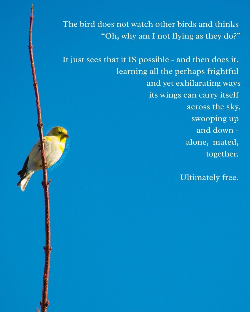 Dharma Pen tweet media