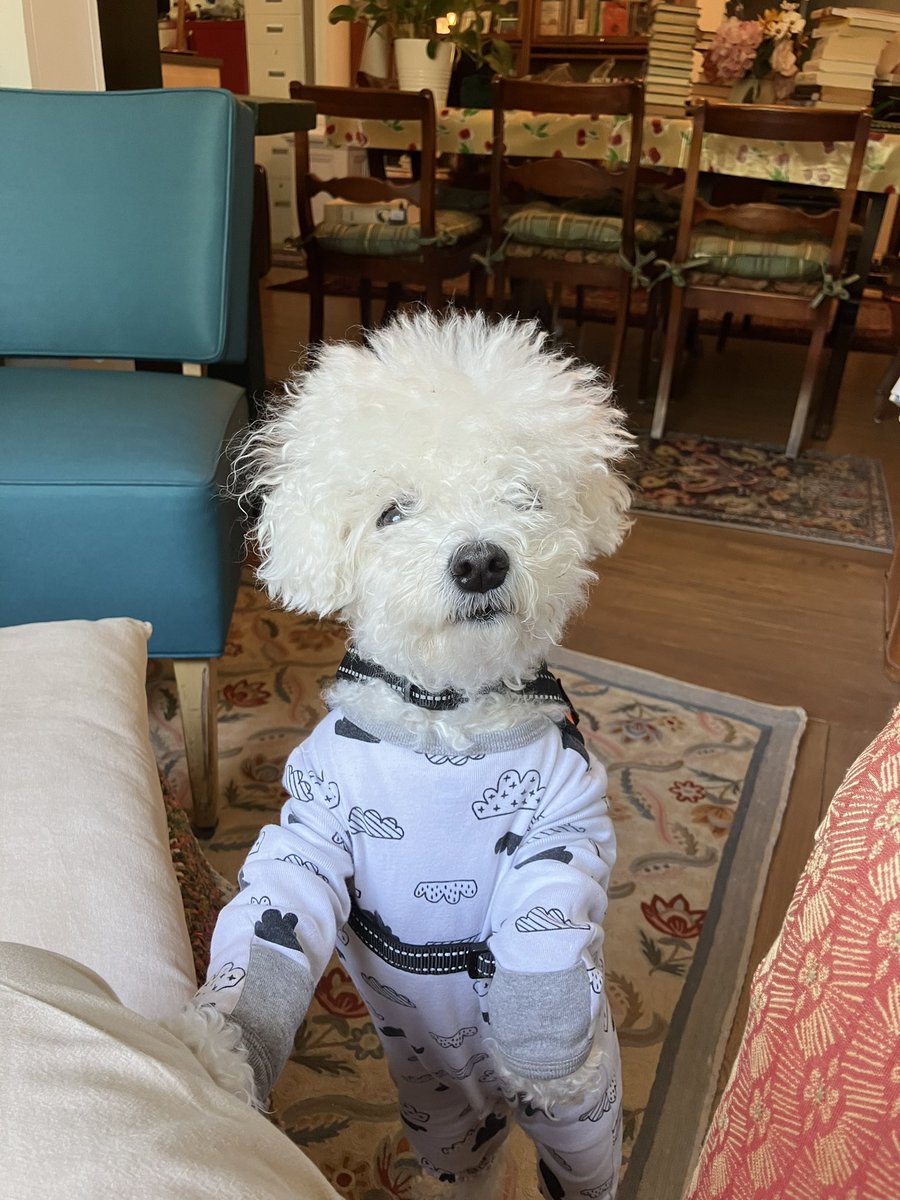 LittleBearconvo's tweet image. Hi morning! #MorningVibes #saturdaymorning