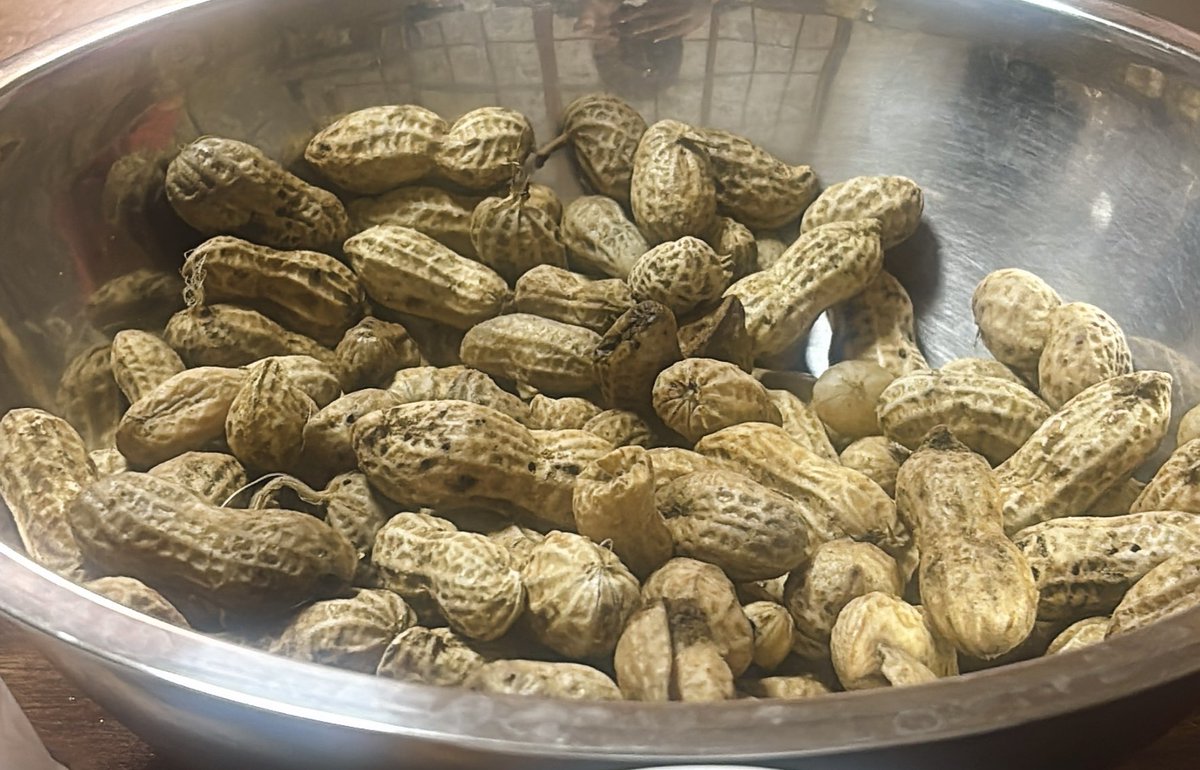 Mark_09_Vo's tweet photo. 帰省しています。茹で落花生を食べています。 https://t.co/nelqZ4PrU9