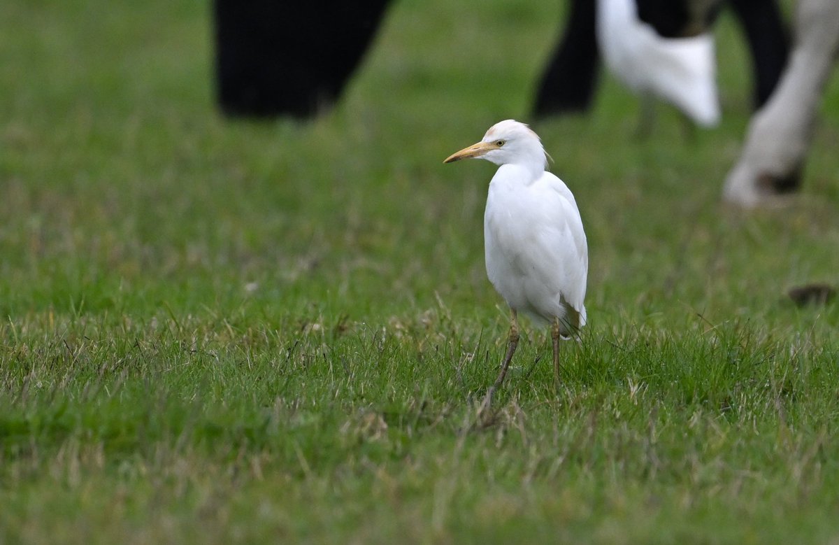 Bri Thompson (@bri66thomp) on Twitter photo Little Ringed Plover Herons Green, and 8 Cattle Egret at Nunnery, CVL
<a href="/bristolbirding/">BristolBirding</a> <a href="/CVLbirding/">Rich Andrews</a> Little Ringed Plover Herons Green, and 8 Cattle Egret at Nunnery, CVL
<a href="/bristolbirding/">BristolBirding</a> <a href="/CVLbirding/">Rich Andrews</a>