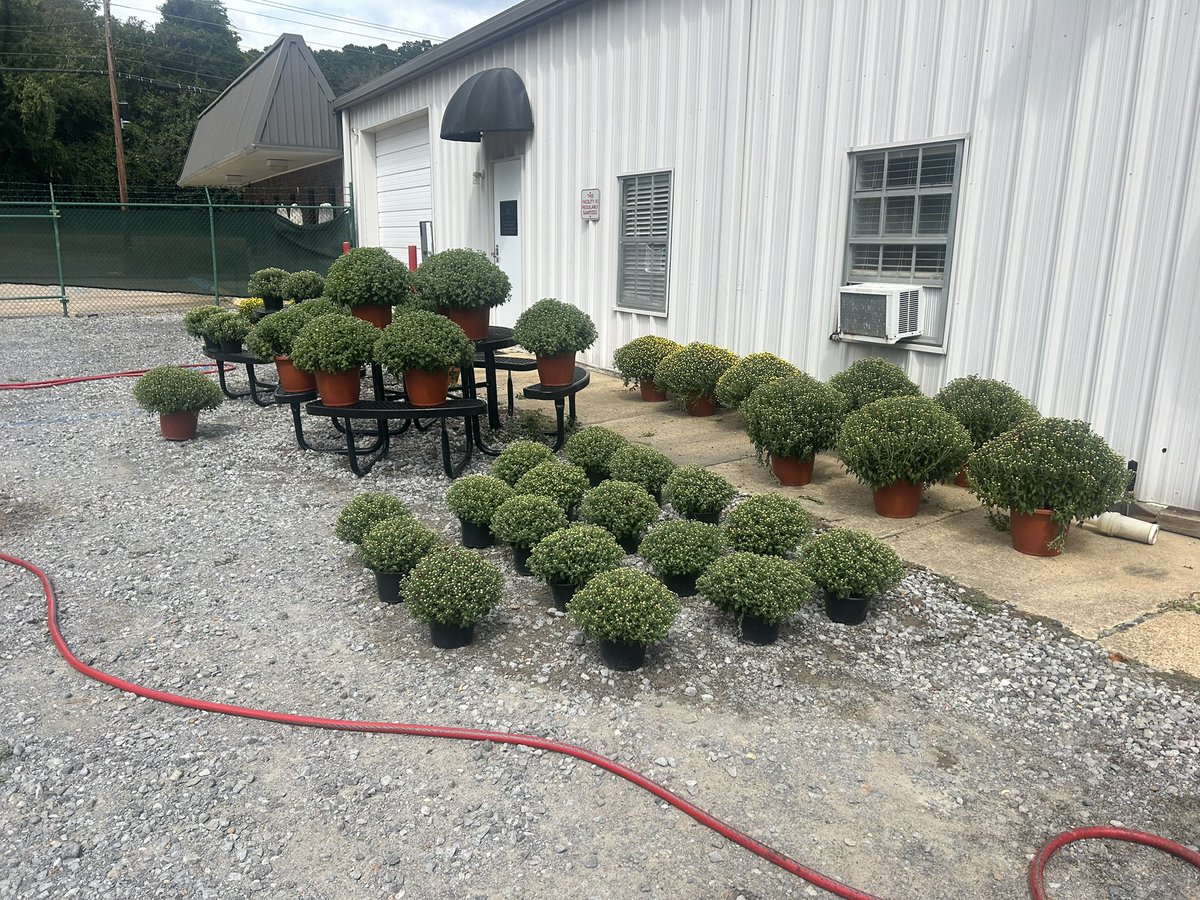 Here until 9:30. This is all that's left of the <a href="/EMCCturfandlan1/">EMCCturfandlandscape</a> fall 25 mum sale. Thanks to those that have purchased.