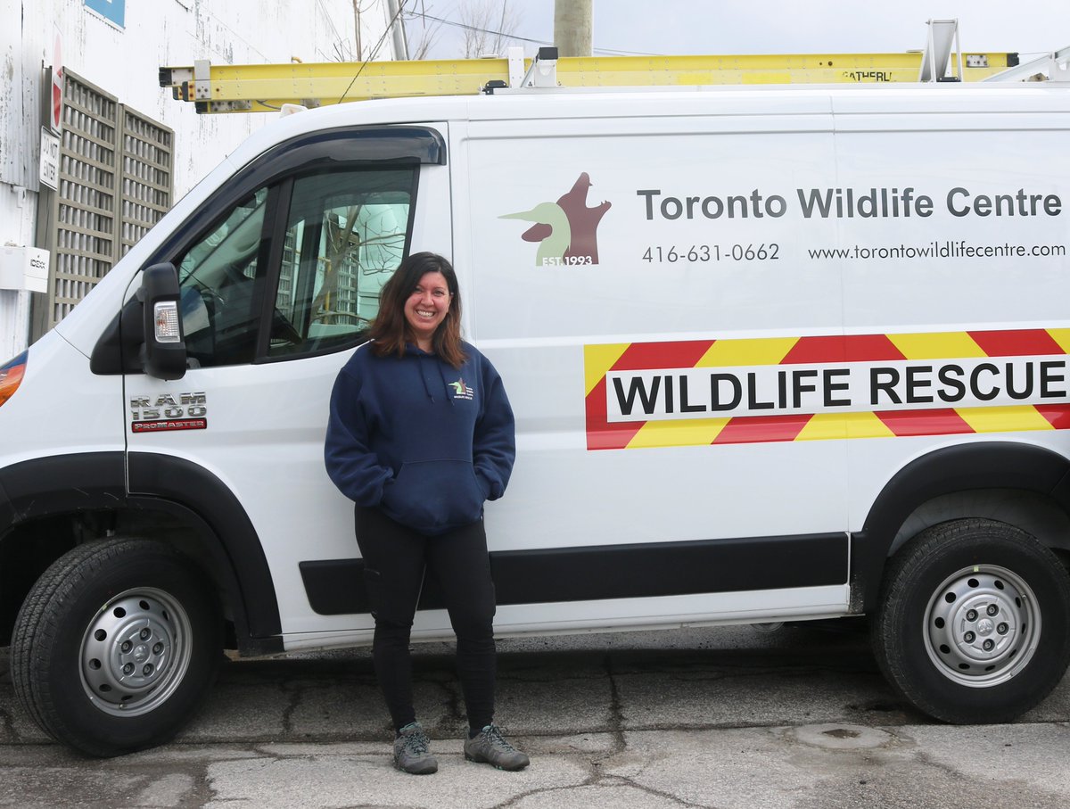 Toronto Wildlife Centre tweet media