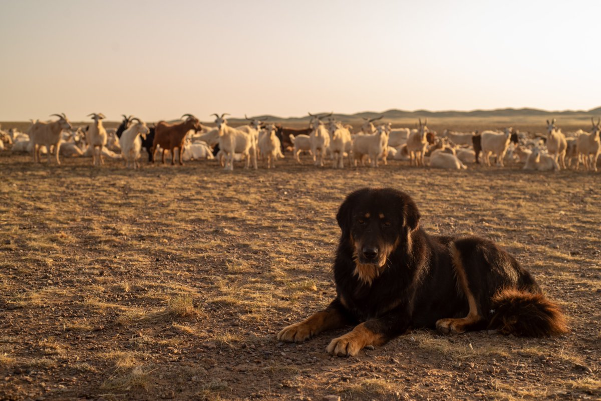Male Bankhar next to a herd it guards all year around.
#bankhar #Mongolia #livestockguardiandog
