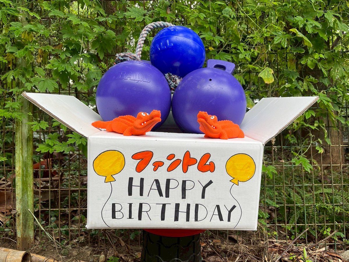 m_phoenixzoo's tweet image. 本日の #ファントム 誕生会の様子です!
たくさんの方々にお祝いしていただきました🐯
ファンの皆様からのプレゼント(ボール等)でファントムは部屋に帰るまで存分に遊んでいました
ありがとうございました!
#宮崎市フェニックス自然動物園
#スマトラトラ
#誕生日おめでとう