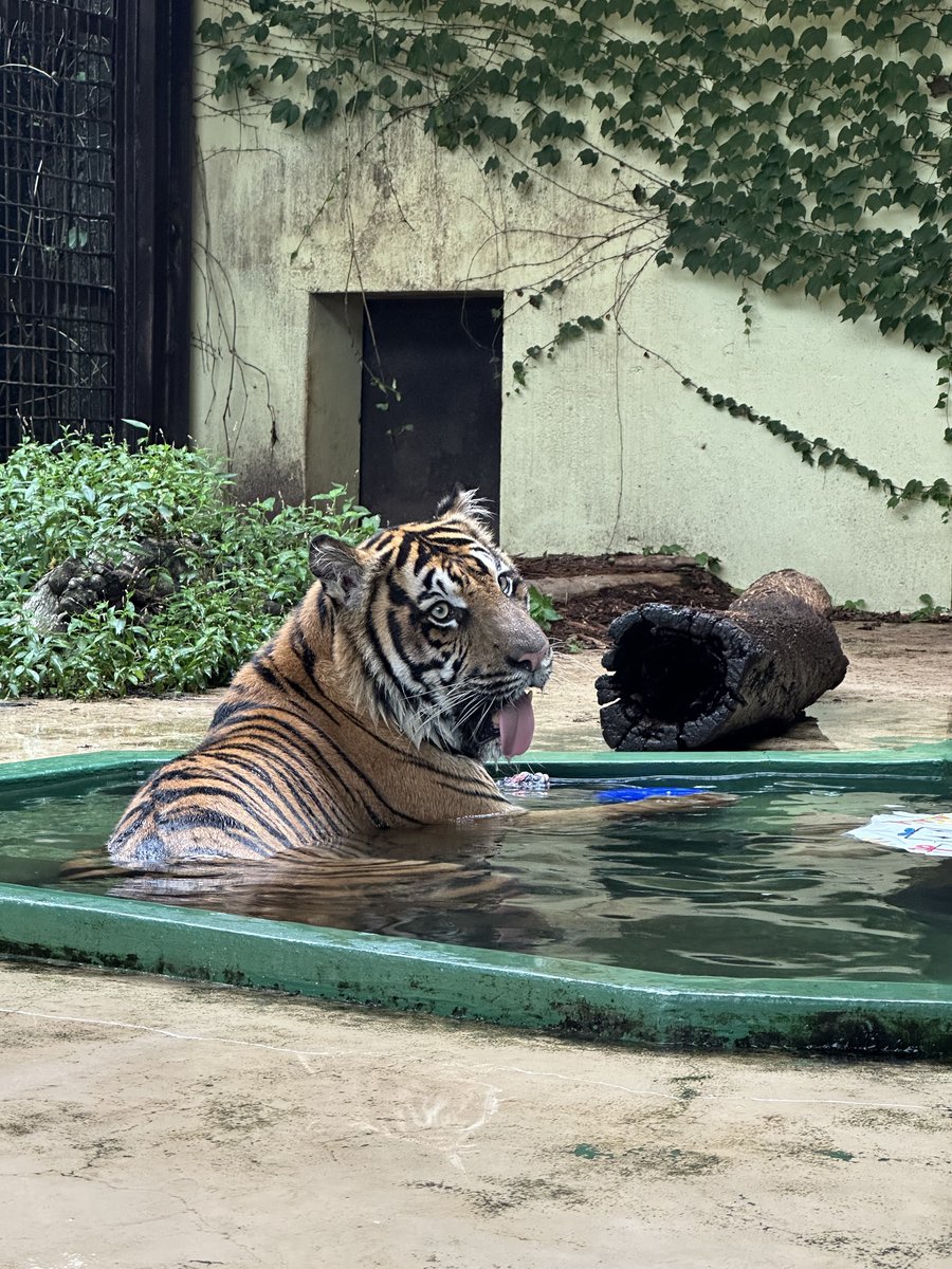m_phoenixzoo's tweet image. 本日の #ファントム 誕生会の様子です!
たくさんの方々にお祝いしていただきました🐯
ファンの皆様からのプレゼント(ボール等)でファントムは部屋に帰るまで存分に遊んでいました
ありがとうございました!
#宮崎市フェニックス自然動物園
#スマトラトラ
#誕生日おめでとう