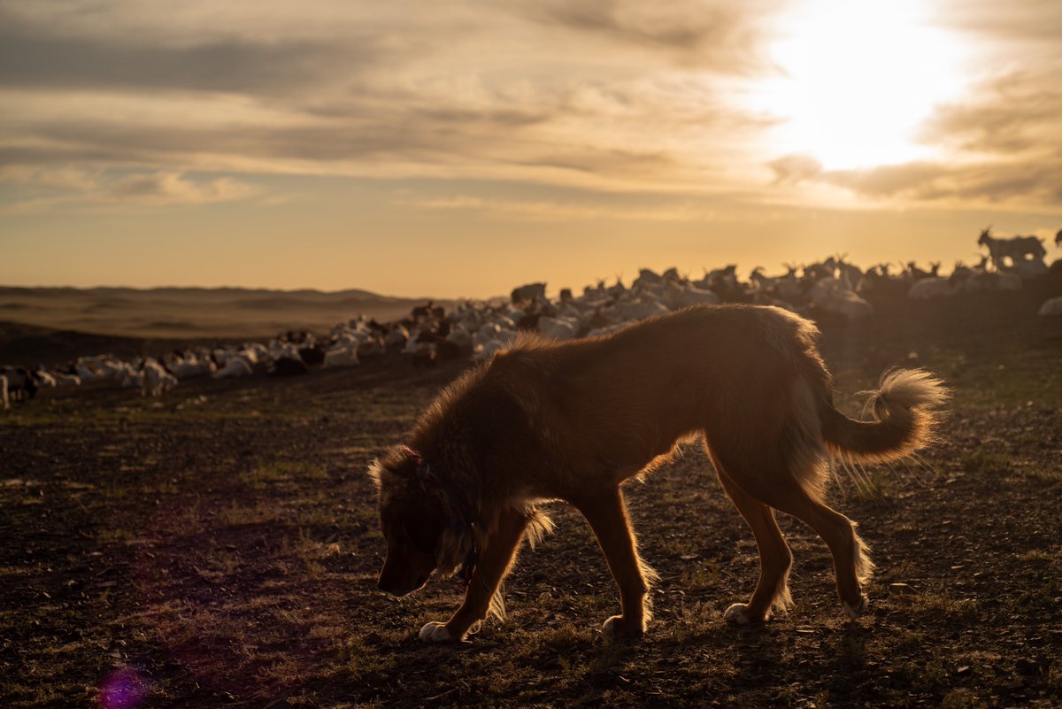 Sharkov (Yellowy)'s another backlit angle. His color really matches the sun!

#bankhar #Mongolia #livestockguardiandog