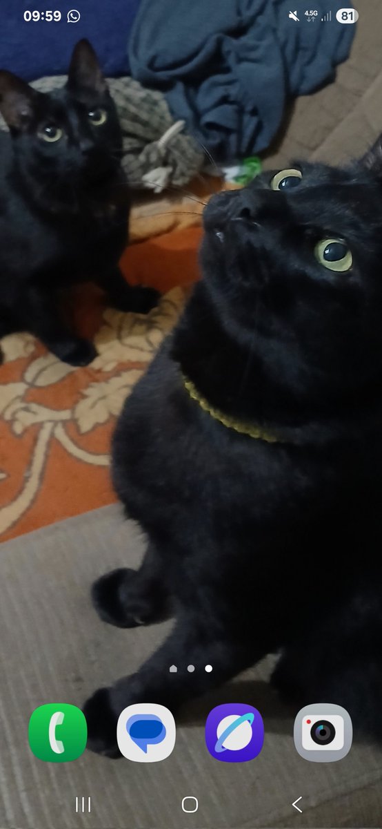 Whats your home screen?
My cats 🐈 Pantera e Meia-noite