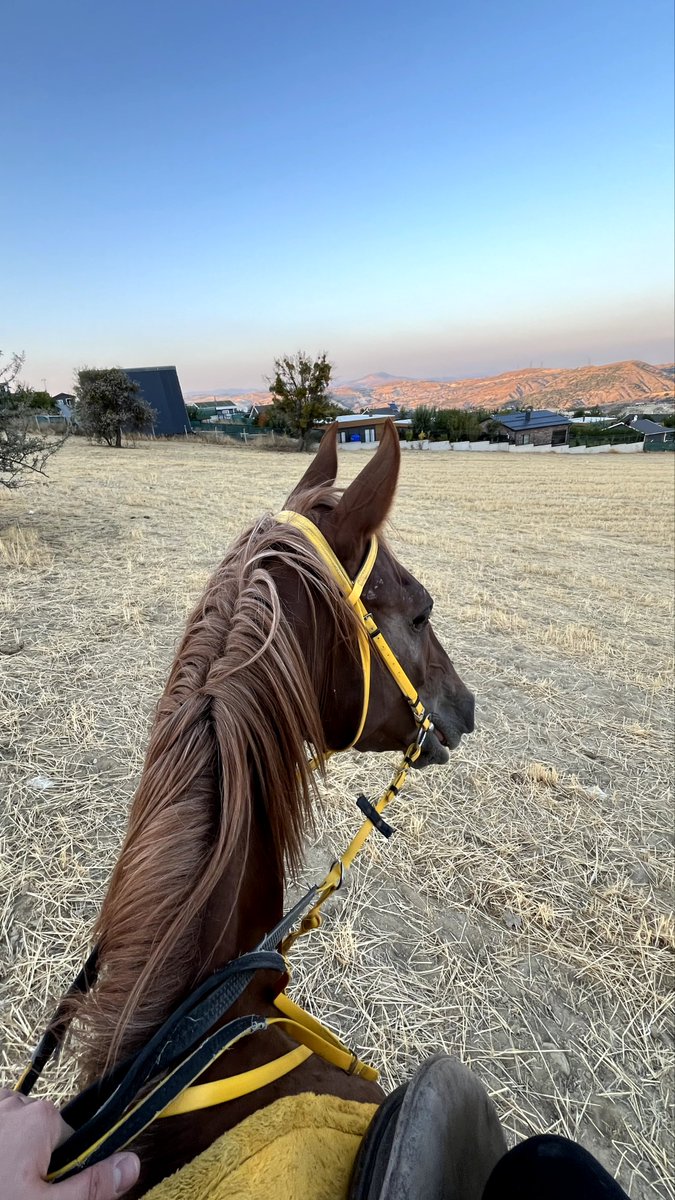 sığırtmaç (@isennbuga_) on Twitter photo 