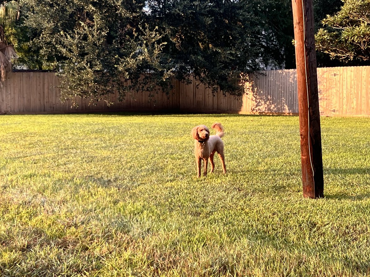 ICS_SCADA's tweet image. Beautiful day to run full speed to see friends. 🐕 🦌