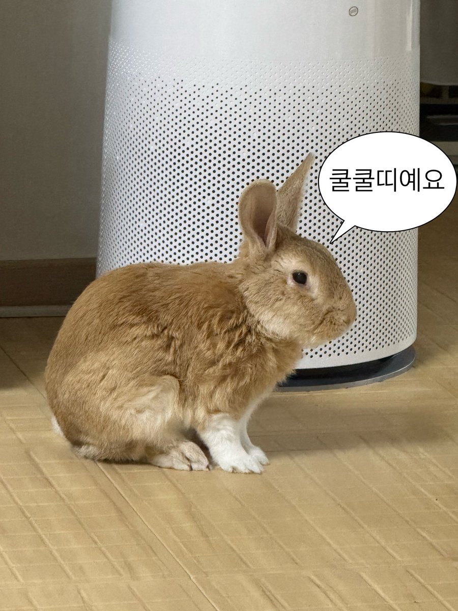 borively's tweet image. 토끼 특 : 해 뜨면 기상 
➡️여름에는 5시 겨울에는 8시

+ 암막커튼치면 기상안함(중요))