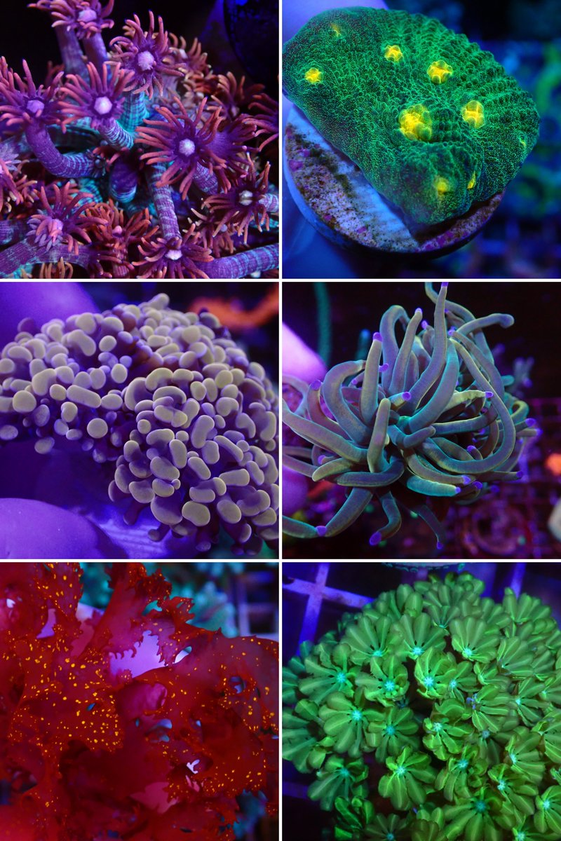 KYOUYA CORALS (@kyouya_Coral) / X