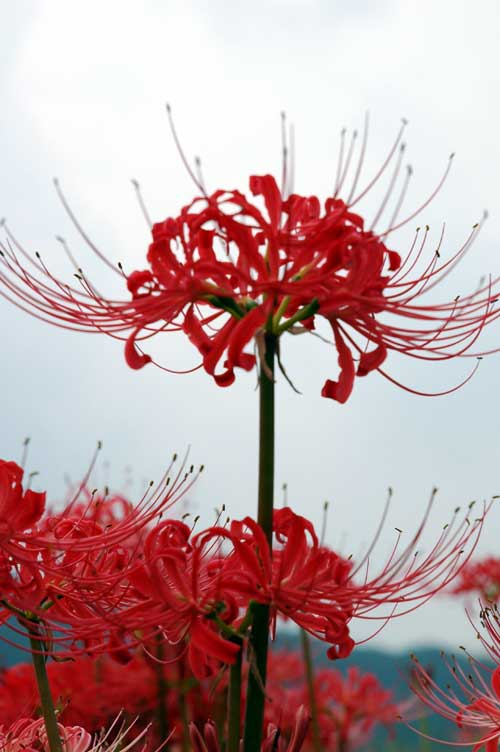 OPWiki_Adm's tweet photo. #ONEPIECE1161 #ONEPIECE
El lirio de araña roja, "Lycoris radiata" (como también se puede leer el ataque de Rayleigh) es, según Oda en el SBS 95, la semejanza florar de Teach, personaje que se encuentra en el incidente de God Valley.
https://t.co/zgYbzKxSKD https://t.co/d4aJJfFhA4