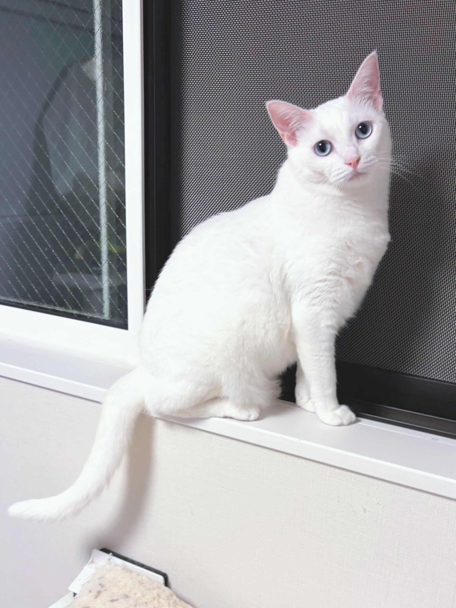 白猫好き 超猫🐈 on X: 
