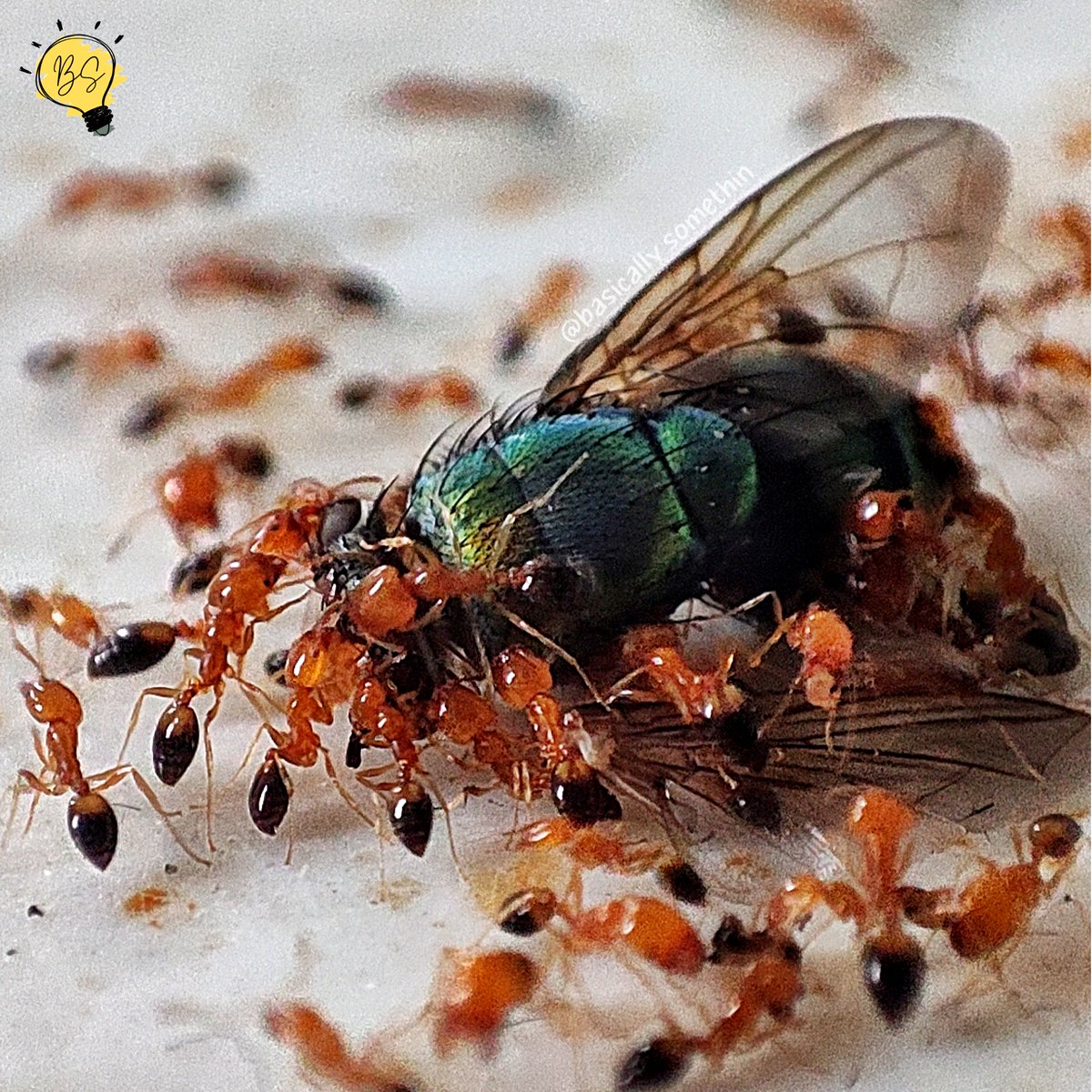 BasicalySomethn's tweet photo. Ever seen fire ants eat a fly up close? 🐜💀
Not something we usually look at, but it’s actually interesting up close.

Check it out here:
https://t.co/eoWW1cIpUx

#Ants #Insect #Macro #Nature https://t.co/dN5S5Mftx2