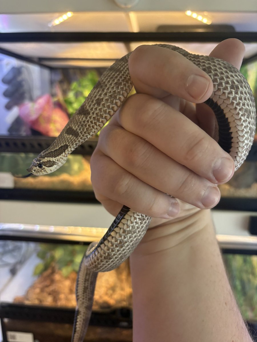 bakkertie2's tweet image. They were both so happy I cleaned their enclosure 🙄 one went full pancake mode and the other started hissing and tried to musk on me. So grateful those two 😂 #snake #snakes #hognose