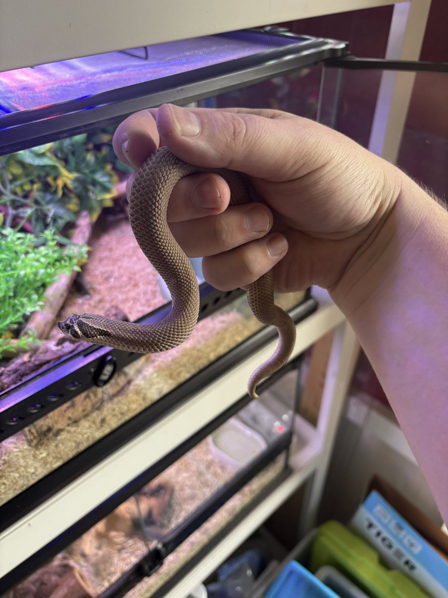 bakkertie2's tweet image. They were both so happy I cleaned their enclosure 🙄 one went full pancake mode and the other started hissing and tried to musk on me. So grateful those two 😂 #snake #snakes #hognose