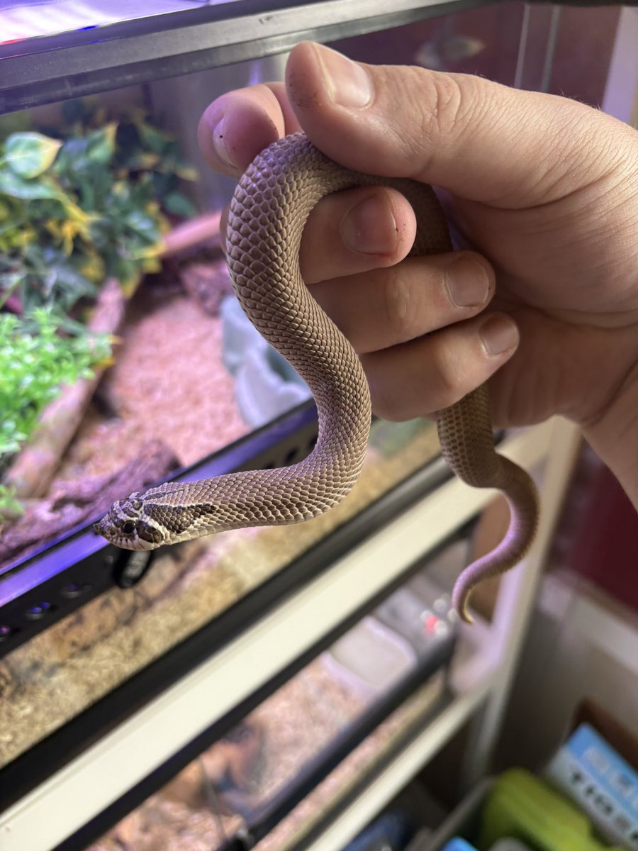 bakkertie2's tweet image. They were both so happy I cleaned their enclosure 🙄 one went full pancake mode and the other started hissing and tried to musk on me. So grateful those two 😂 #snake #snakes #hognose