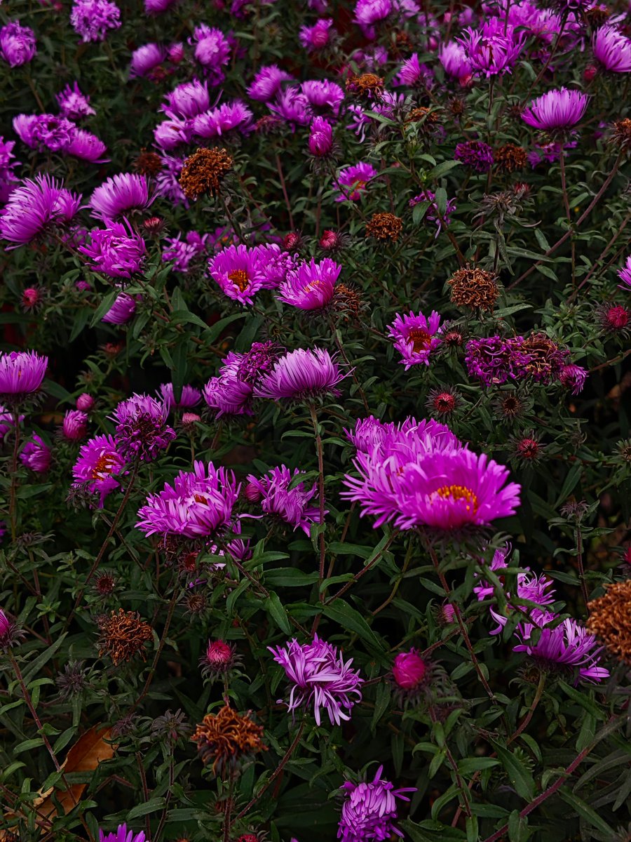 Мари tweet media