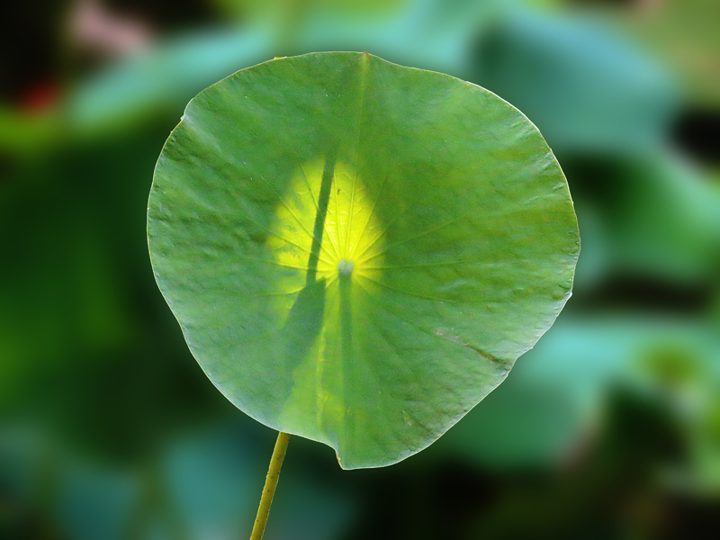 Das Leben 
ist kein Problem, 
das es zu lösen gilt, 
sondern ein Mysterium, 
das gelebt werden will.“

Rachel Naomi Remen