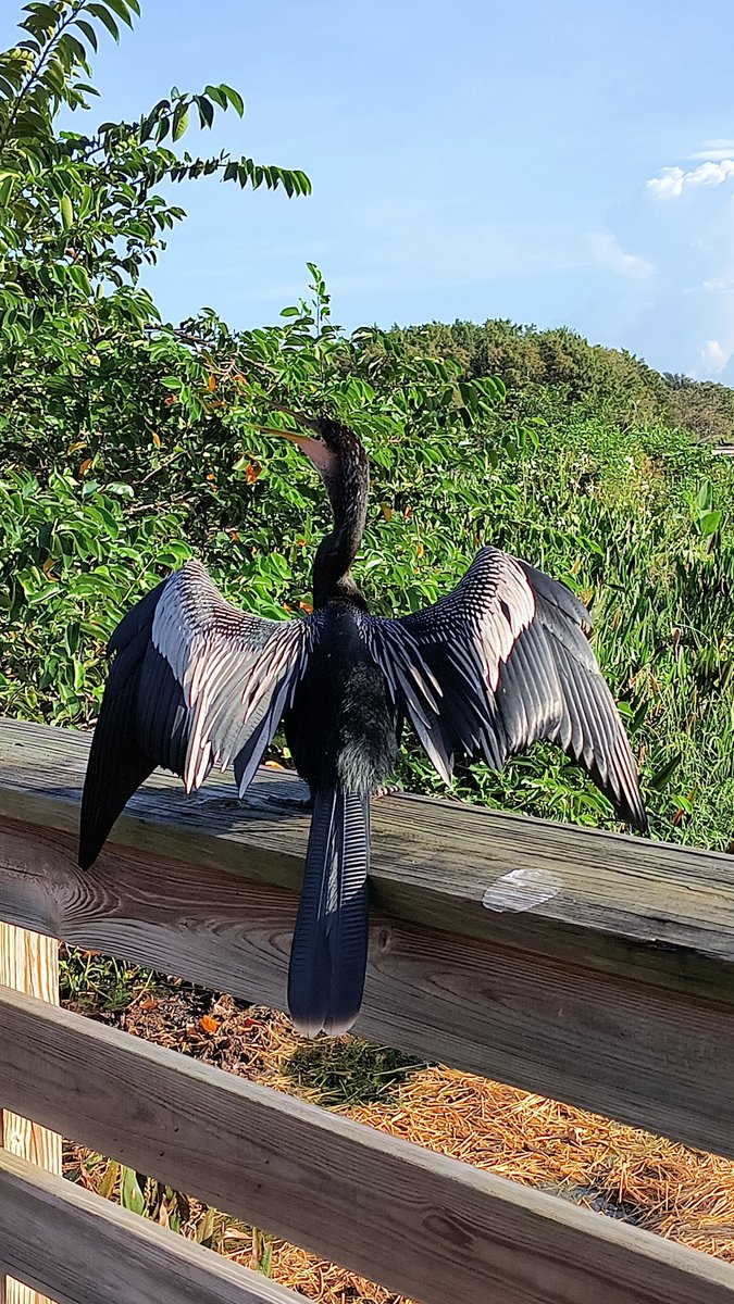 This bird found out I would post it's picture on X , so it posed for me 😂Green cay nature center and wetlands in Boynton Beach