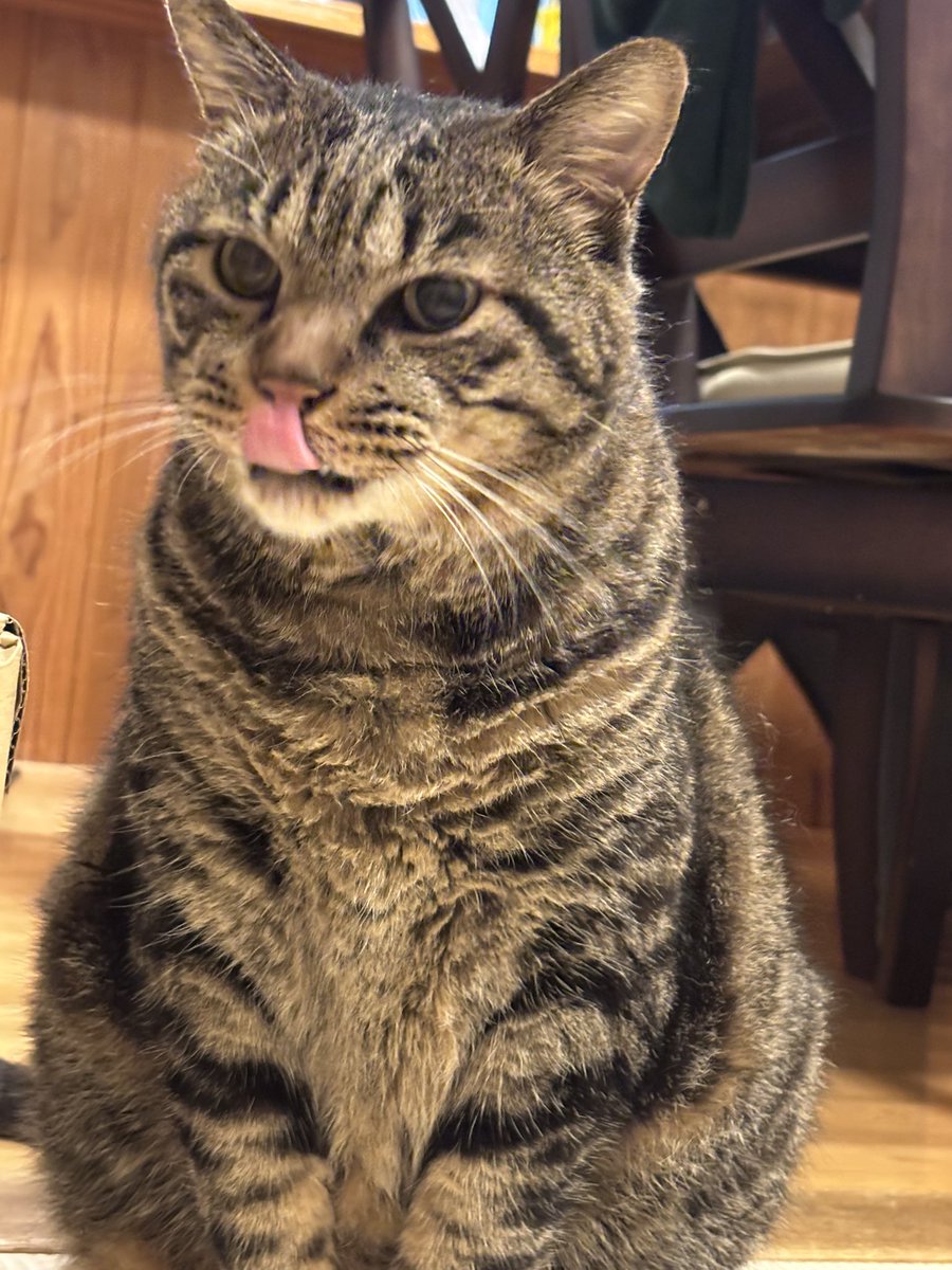 きじとら キジ猫😺のキーちゃんに癒されてるか齧られてる龍🐉と虎🐯の