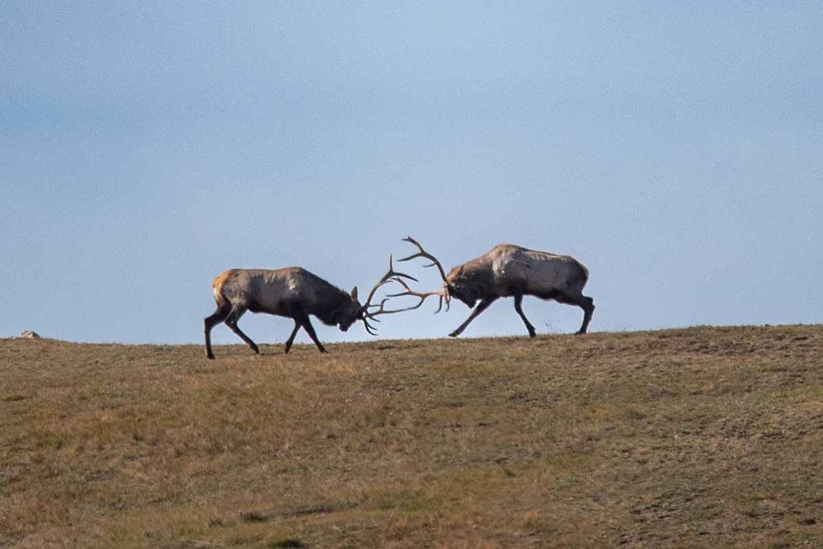 Elk stag fight as witnessed by MBDP staff today. As our facility is located next to Hustai National Park, we get to see wildlife all the time!
This largest Mongolian deer species is the same as North American elk aka Wapiti.
#Mongolia #hustainationalpark #deer #wildlife
