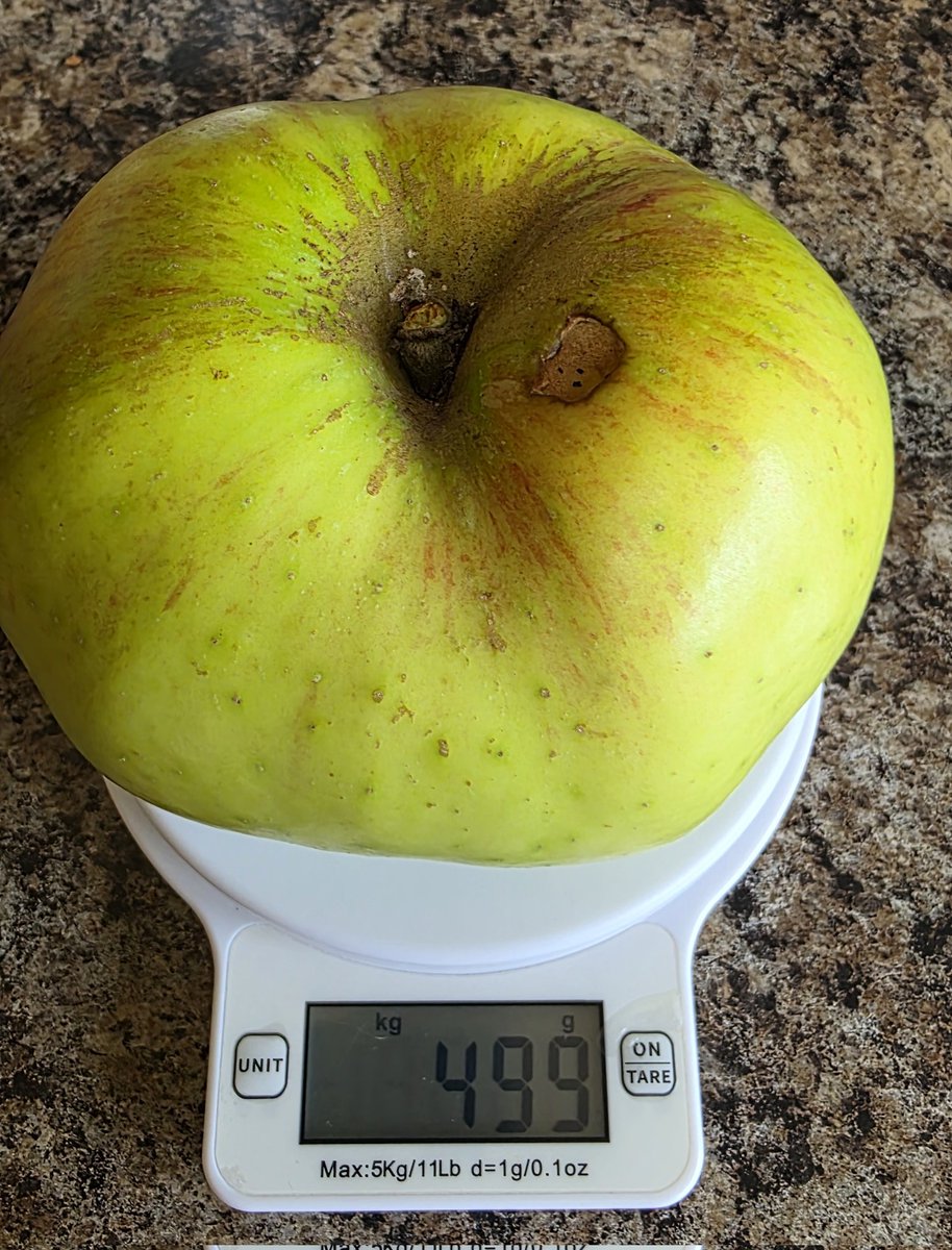 Well, apples picked and stored, this was the biggest one of this years crop. 499 grams or 
1lb. 1.6 ozs in old money.  🍎🍎