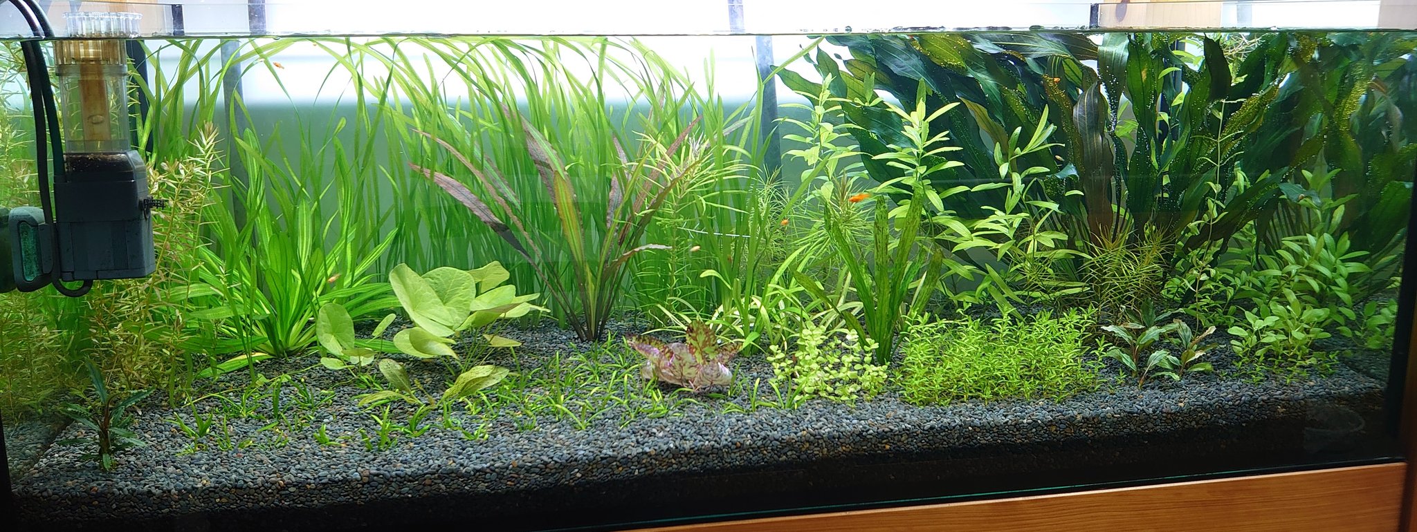 Silent aquarium (@silent_aquarium) / X
