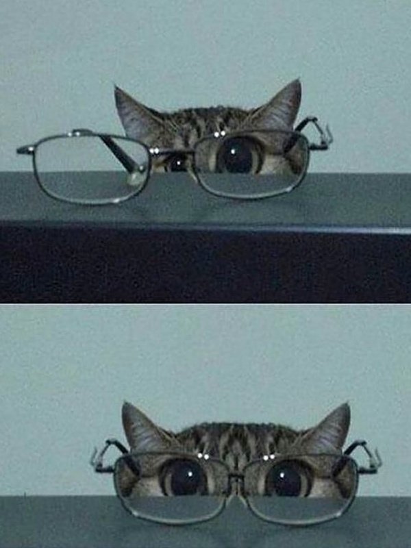 🔹️✨🍀🌼😽🌼🍀✨🔹️