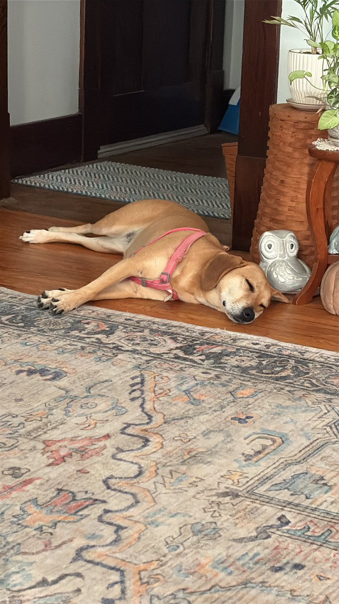 sdevans6's tweet photo. Some days, your humans are quiet, so it’s just time for a nap - On a cool, hardwood floor. https://t.co/2ME8mHA4uY