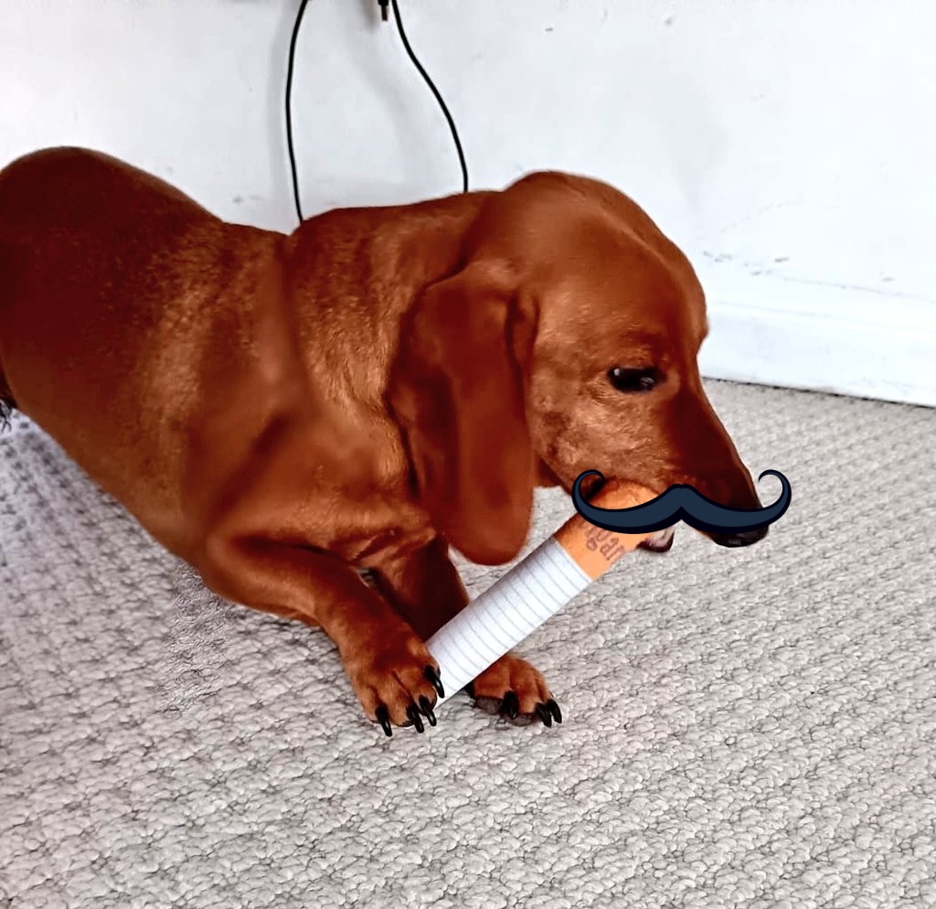 RobolucionGame's tweet image. 🐶 Our CEO chilling this weekend, while the rest of us keep grinding on the game 🎮✨ He knows who’s really the boss…
#indiegamedev #gamedev #indiegame #ue5 #devlog #madewithunreal #gamedevjourney #moraestudio4d #nextaxisdev