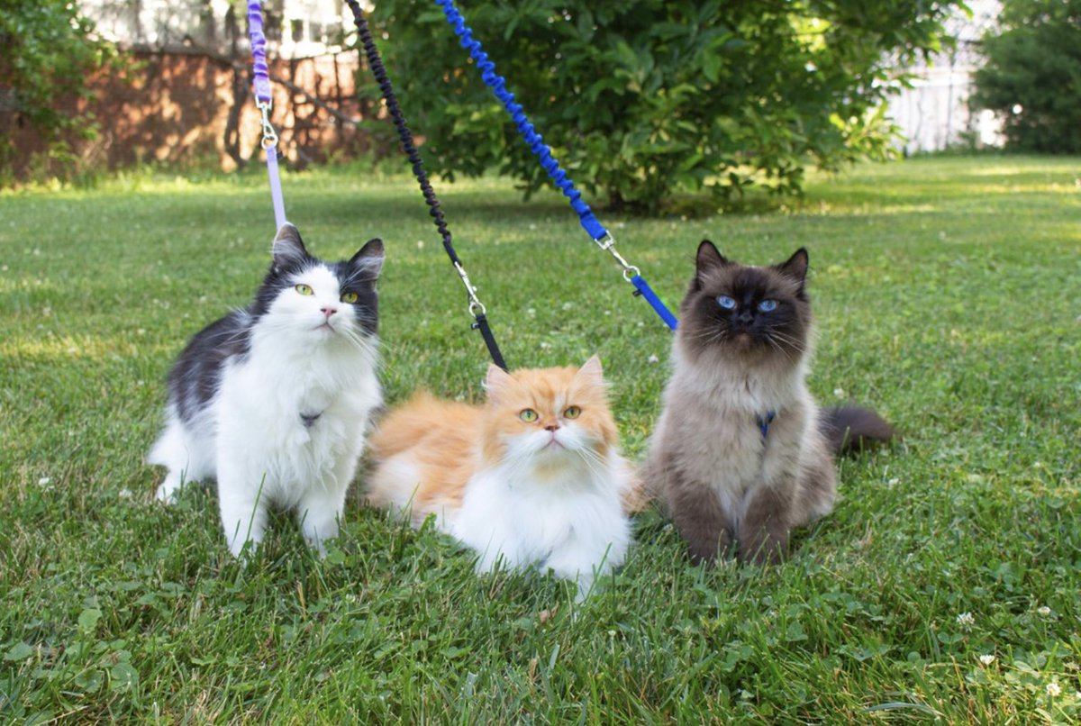 Se balader en bonne compagnie... C'est tout un art ! 
📸 savitskycats
➡️ tinyurl.com/3jykj5dv #PetSafe #PetSafeChat #BaladeChat #catsLovers