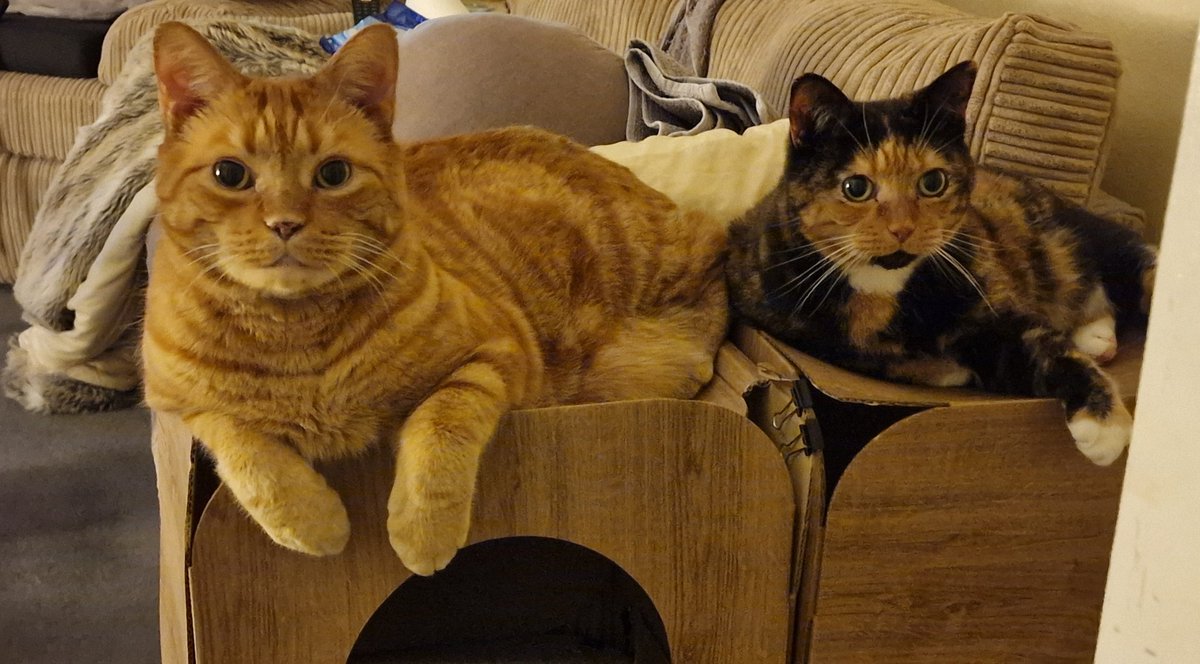 Poppy &amp; Gus 😻😽