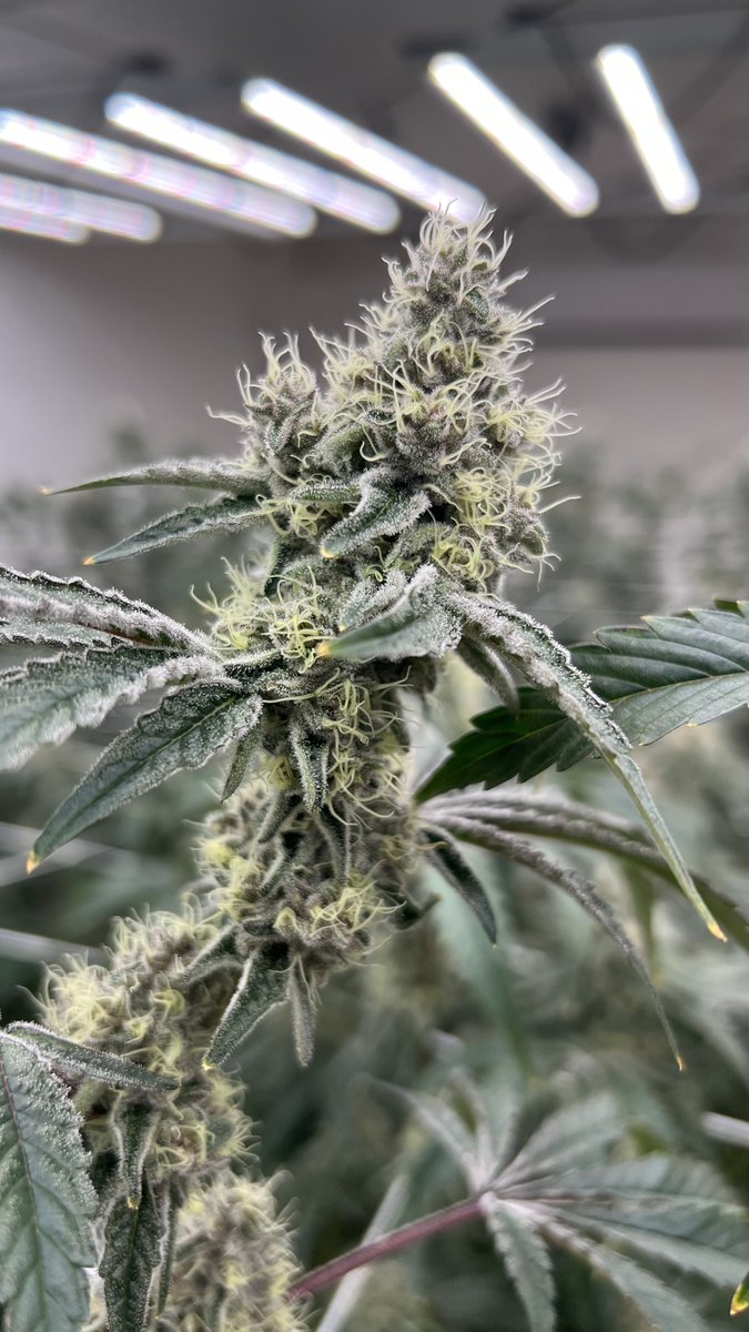 Local Premium Cannabis tweet media