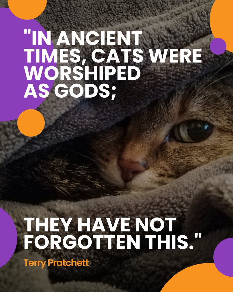 MrCatnip_222's tweet image. Ancient royalty vibes, modern-day attitude. Cats haven’t just forgotten, they’ve perfected the art of being worshipped. 👑
#pawbreakers #pamperedcats #catmomlife #catdaddy #catmommy #pampered #terrypratchett
wix.to/lMTV0Fk