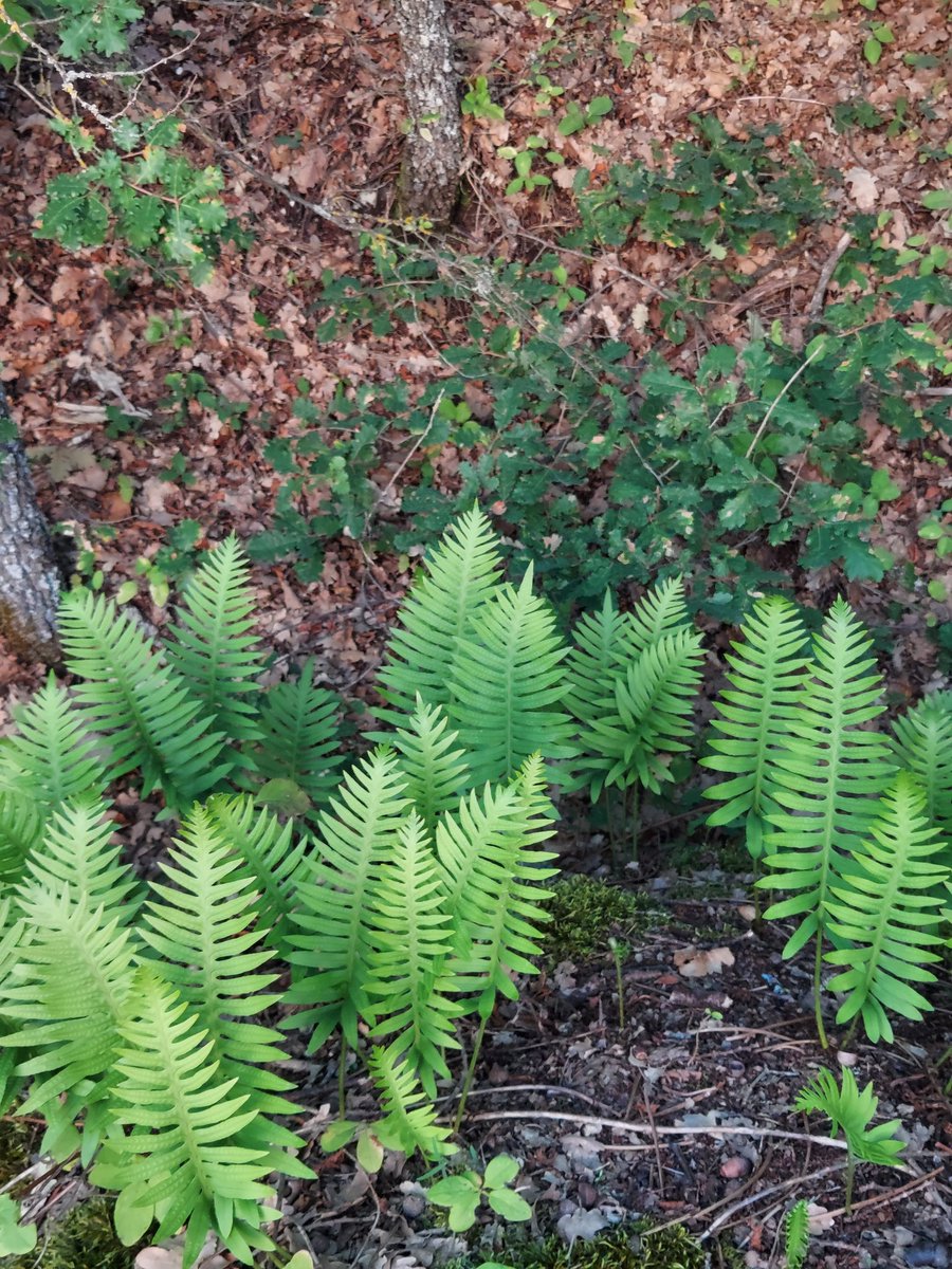 Maria Lea tweet media