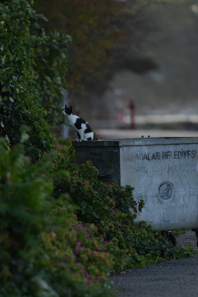 canigci 🌞🌛 (@canigci) on Twitter photo 