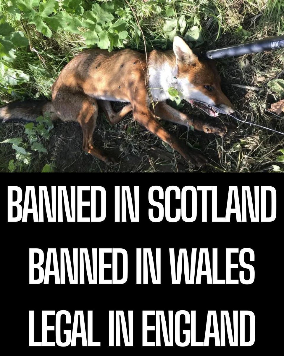 Free running snares are still LEGAL in England, it's a joke. 

Add your name to our 80,000+ strong petition today: protectthewild.org.uk/ban-snares/