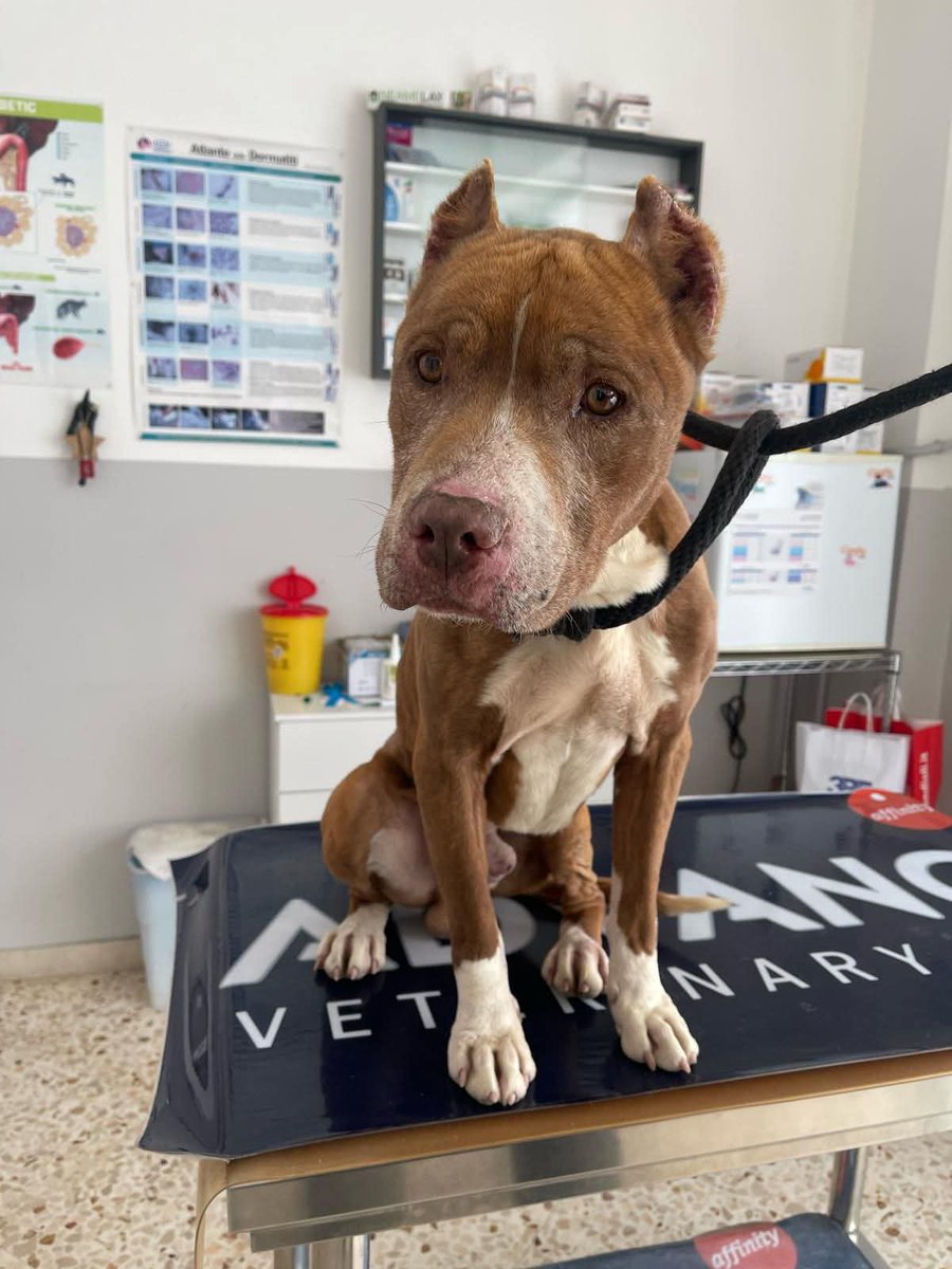 Ricevo, Palermo🙏🏻MARLON CERCA CASA E AMORE 💔la vita non è stata gentile con lui trovato per strada magro,le orecchie tagliate segni di un 
  brutto passato 😞 in box non riesce a prendere peso, lo stress lo divora. 3 anni è un cane speciale, dolcissimo 
 324.8669705 Rosy